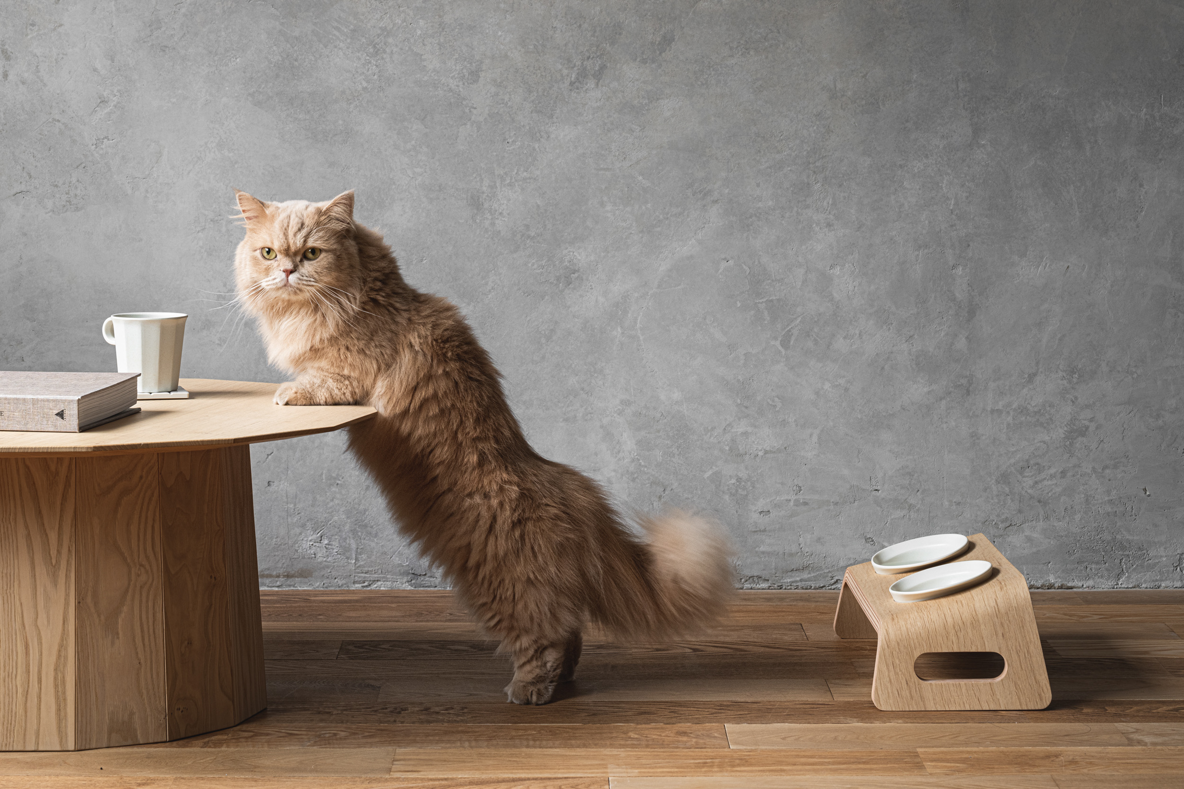 カリモク家具の猫用ブランド「KARIMOKU CAT」からキャットテーブル登場